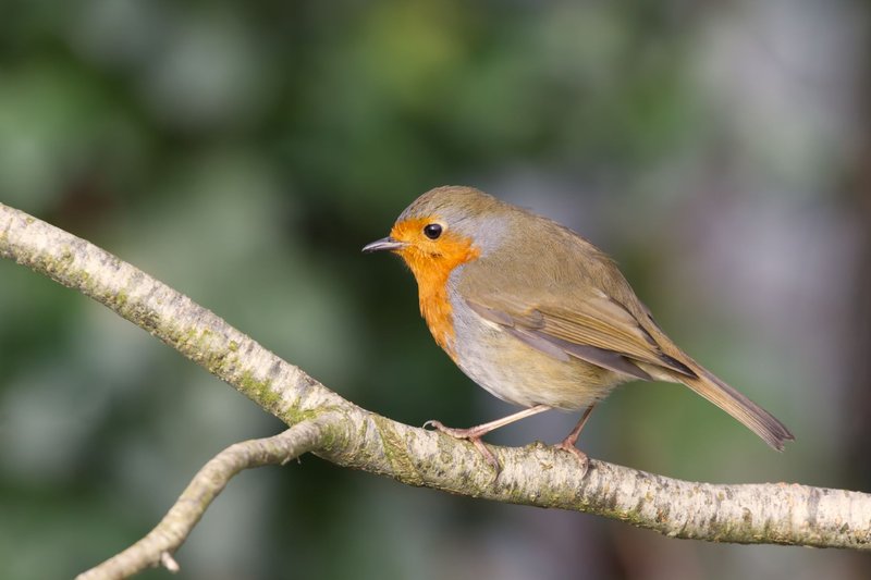 A beautiful European robin perched on a branch with blurred green background.