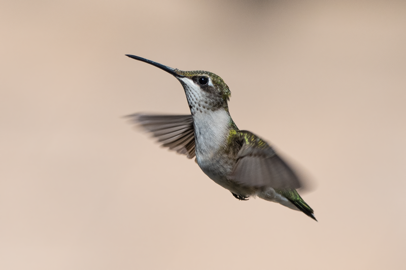 Stunning photograph of a hummingbird hovering, showcasing its delicate wings and unique features.