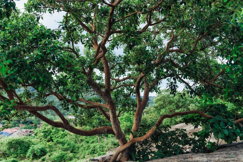 A lush green tree spreading its branches amidst the vibrant landscape of Iworoko, Nigeria.
