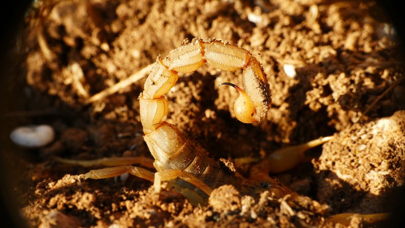 Macro shot of a scorpion with raised tail on dry rocky soil in natural light.