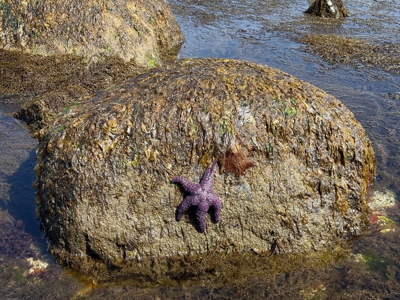 A vibrant purple starfish clings to a rock in a tidal pool, showcasing ocean life at low tide.