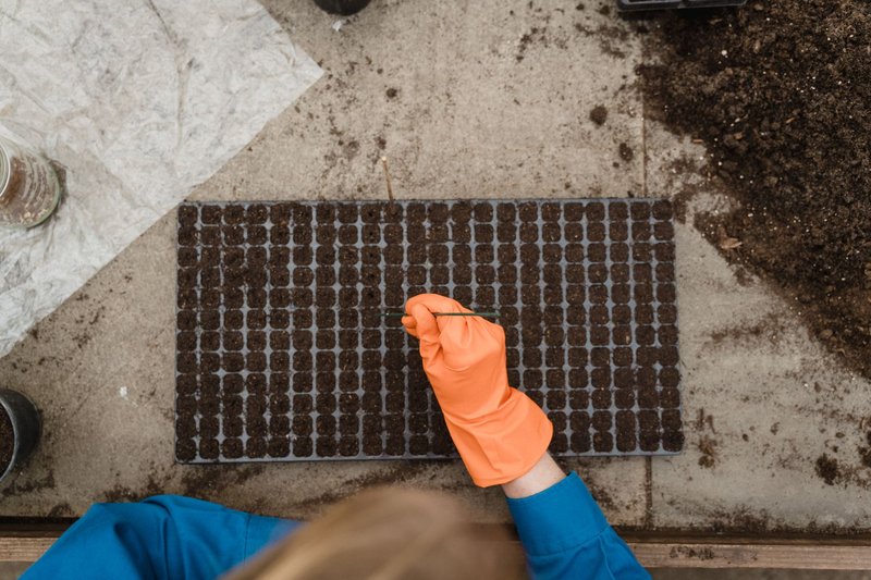 Top view of gardener with orange gloves planting seeds in a tray inside a greenhouse.
