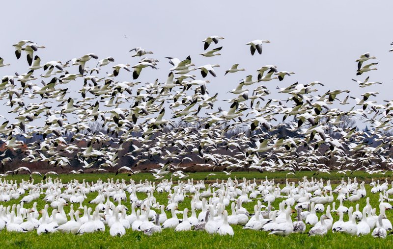 Dynamic capture of snow geese flying and resting in a field during migration season.