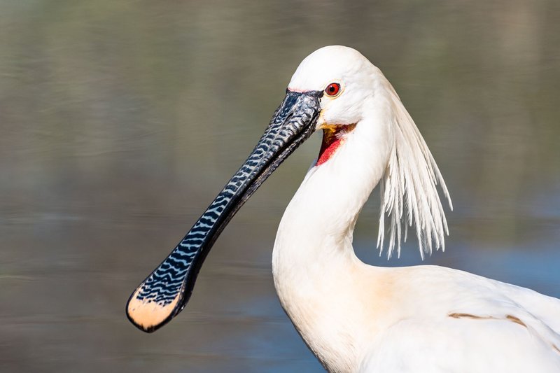 Detailed portrait of a Royal Spoonbill with characteristic spoon-shaped bill in natural setting.
