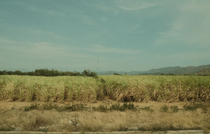 A vast sugarcane field stretching under a clear blue sky with distant mountains.