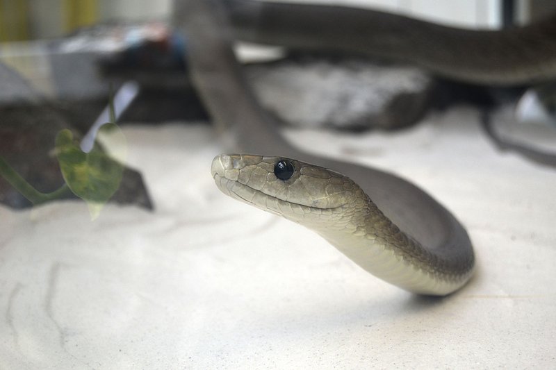 Detailed shot of a snake in its natural habitat, showcasing its scales up close.