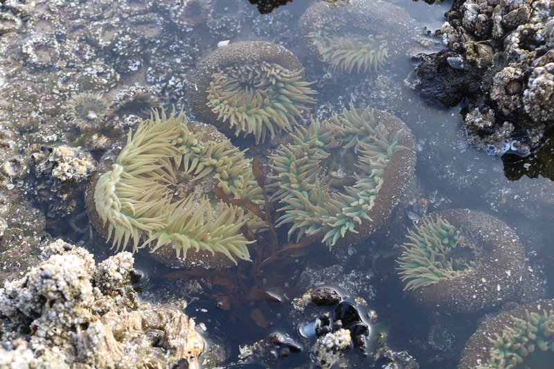 Close-up of colorful sea anemones in a tide pool, showcasing marine life diversity.