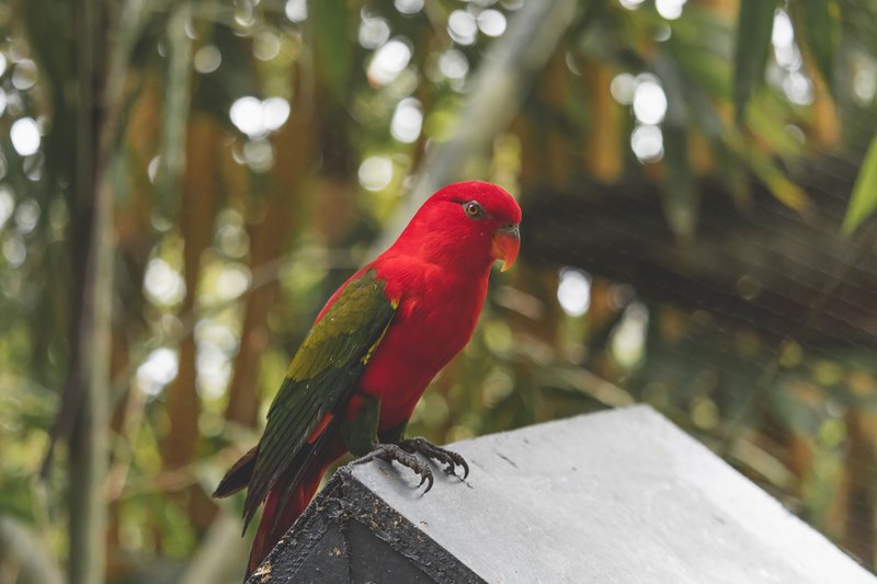 A striking red parrot perched amidst lush tropical foliage, exuding exotic beauty.