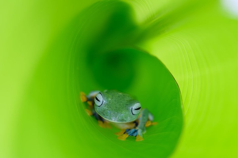 A close-up of a green tree frog nestled inside a vibrant green leaf tunnel, creating a serene natural scene.