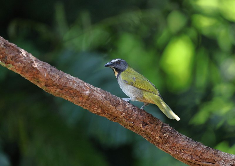 A vibrant Yellow-throated Tanager perched on a tropical branch in a lush green forest setting.