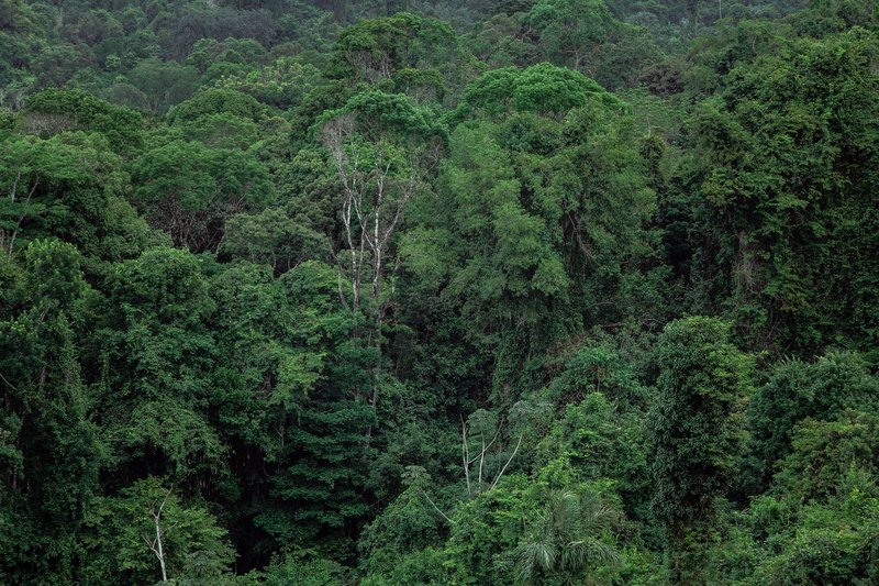 Breathtaking aerial view of lush, dense tropical rainforest with vibrant greenery.