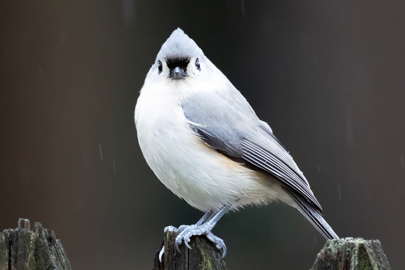 A Tufted Titmouse perched on a post in rainy Darien, Connecticut, showcasing its distinctive features.