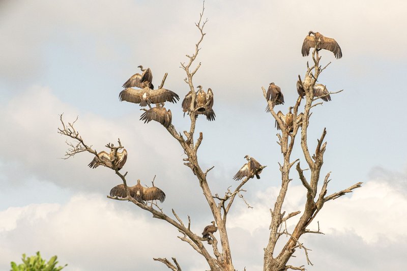 A group of vultures perched on a dead tree against a cloudy sky.