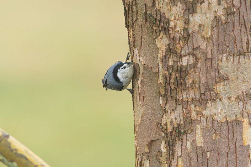 A white-breasted nuthatch clings to the bark of a tall tree. Perfect for nature enthusiasts.