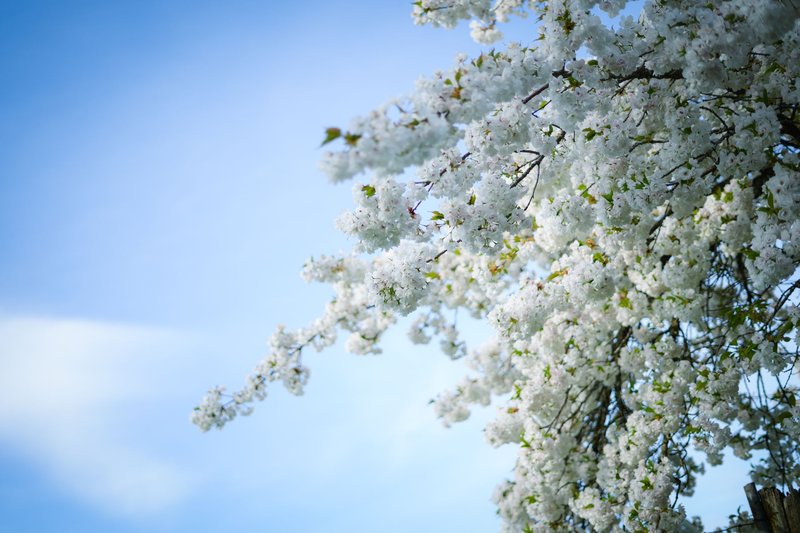Beautiful white cherry blossoms blooming on a tree with a clear blue sky background.