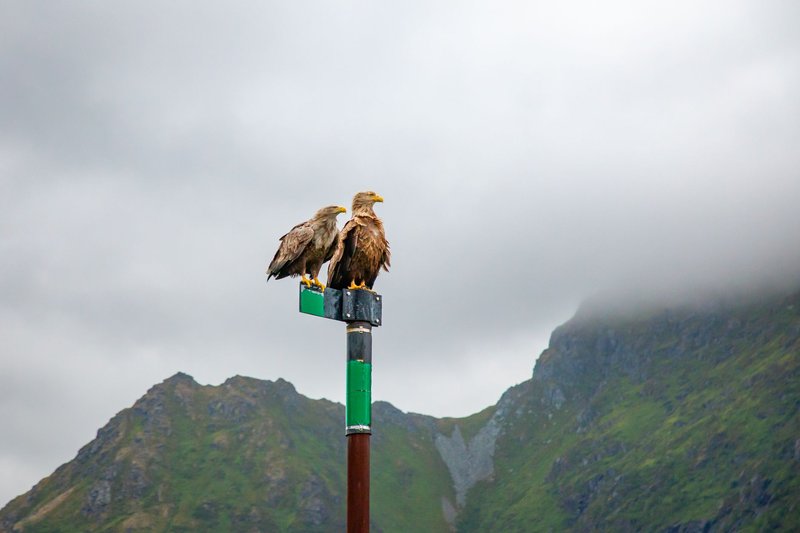 Two majestic white-tailed eagles perched against the scenic peaks of Nordland, Norway.