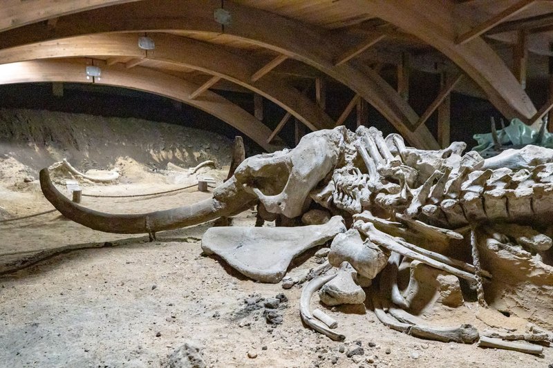 A well-preserved woolly mammoth skeleton displayed in a museum exhibit.