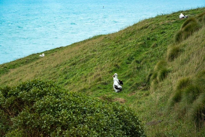 Albatrosses perched on grassy cliffs overlooking the serene ocean view.