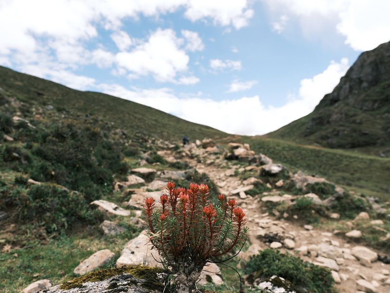 Red flowering plant on rocky trail in alpine landscape with blue sky.