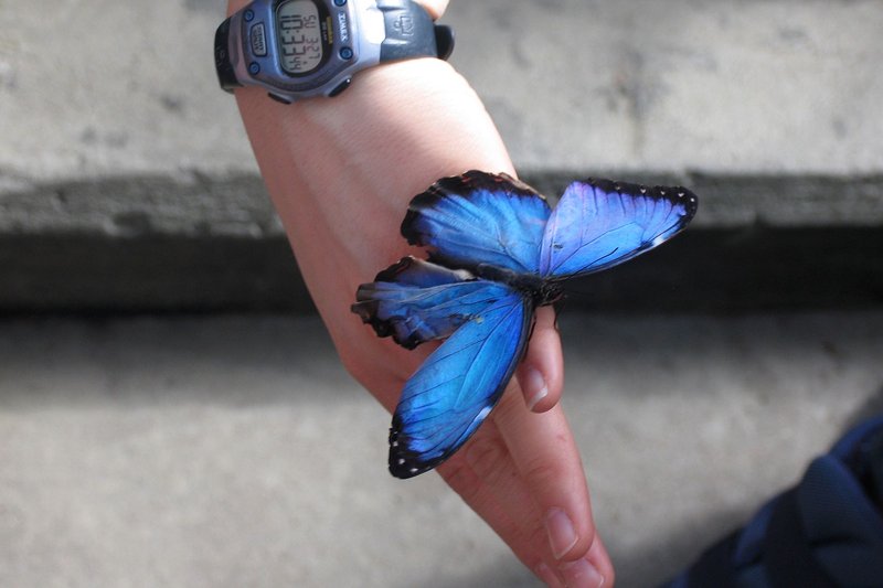 A vibrant blue butterfly rests on a person's hand outdoors, showcasing its delicate wings.
