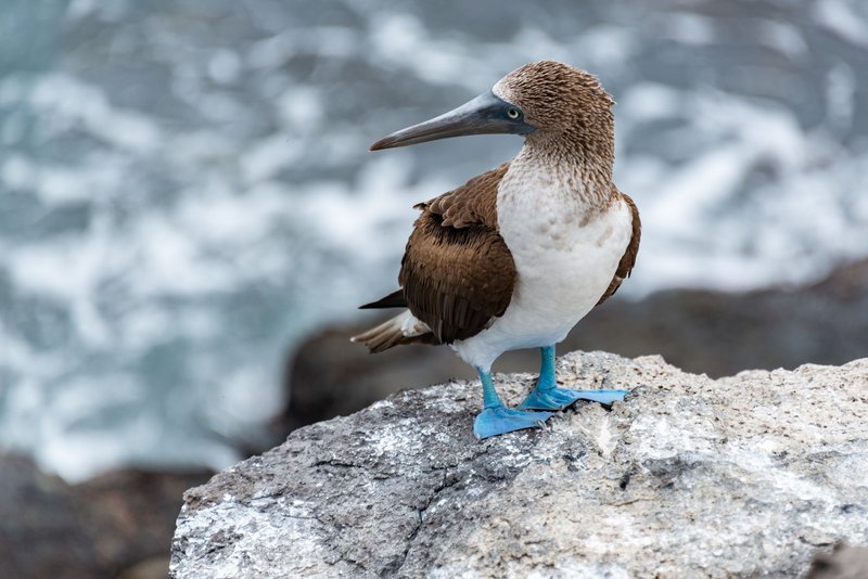 Close-up of a blue-footed booby standing on rocks by the sea, showcasing its vibrant feet and natural habitat.