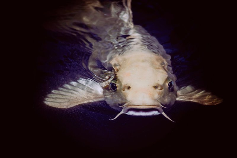 A detailed close-up of a catfish swimming gracefully beneath the water surface in Albuquerque.