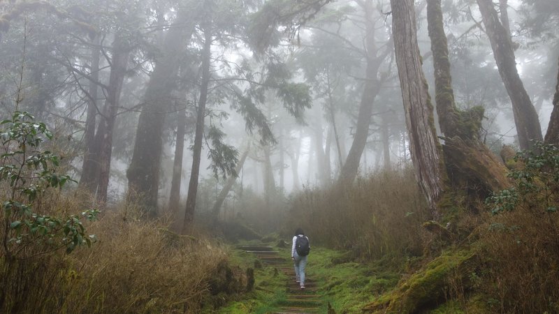 A lone hiker walks up a foggy forest trail, surrounded by tall trees and mist.