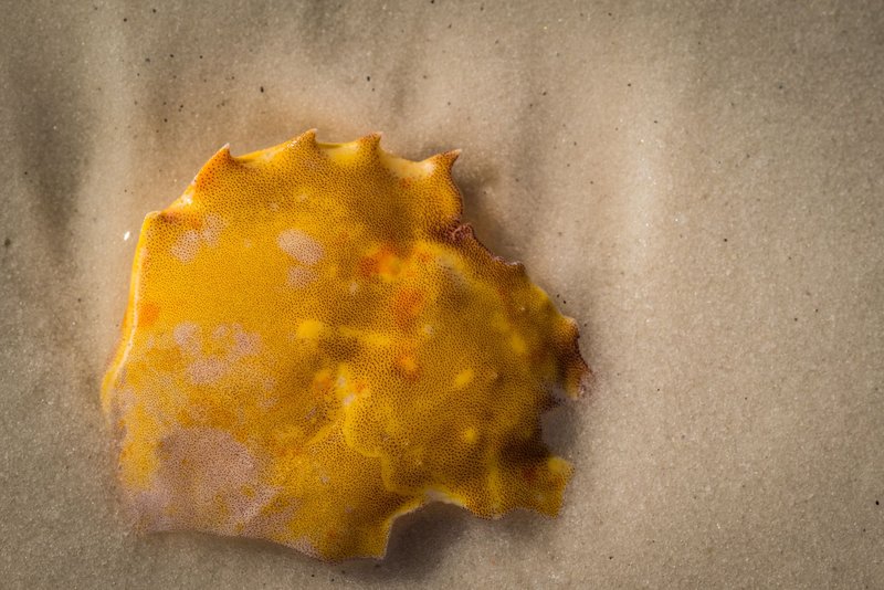 Close-up of a yellow crab shell on a sandy beach, showcasing natural textures.