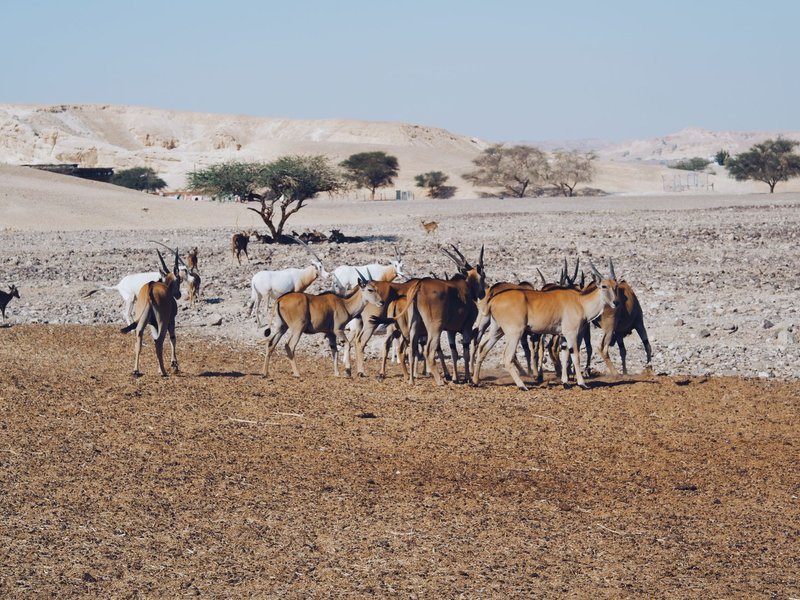Group of antelope grazing in the African savanna, surrounded by desert hills and acacia trees.