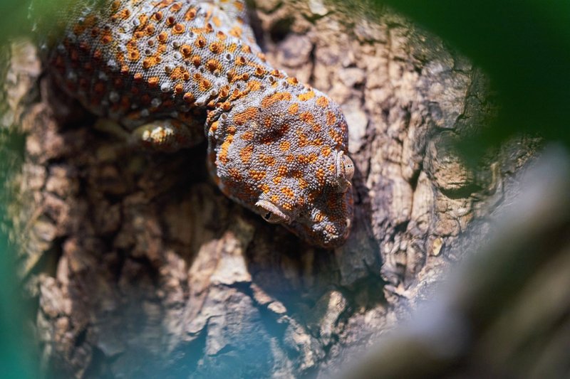 Detailed view of a Tokay gecko camouflaged on tree bark in its natural habitat.