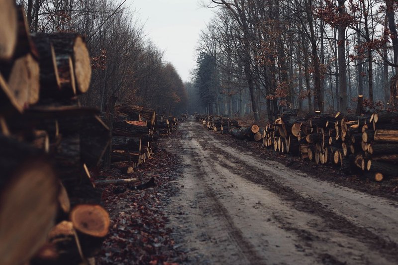 Dirt road lined with stacked logs in a quiet, rural forest setting in autumn.