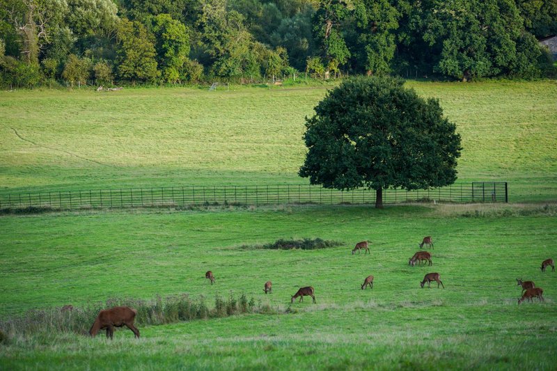 A peaceful scene of a deer herd grazing in a green field surrounded by trees.