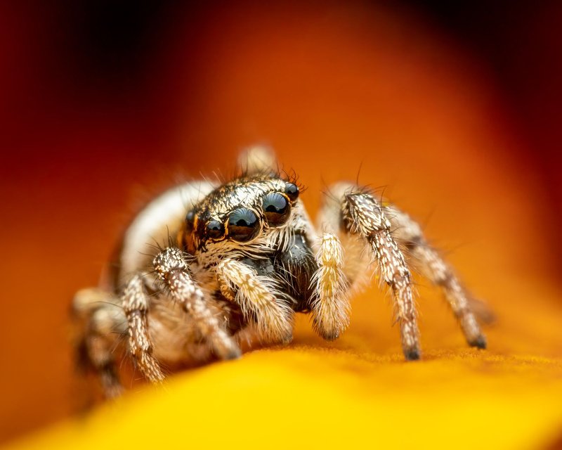 Little hairy jumping spider on yellow petal of blooming flower in bright place