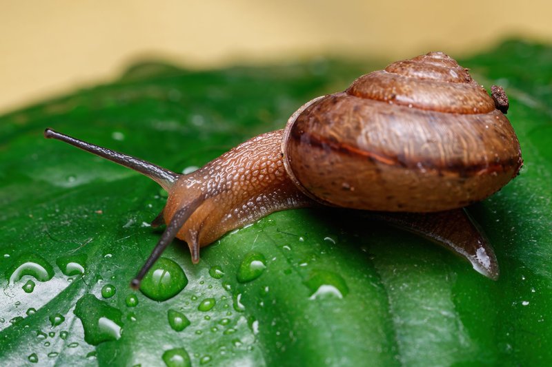 Detailed macro shot of a garden snail crawling on a green leaf with water droplets.