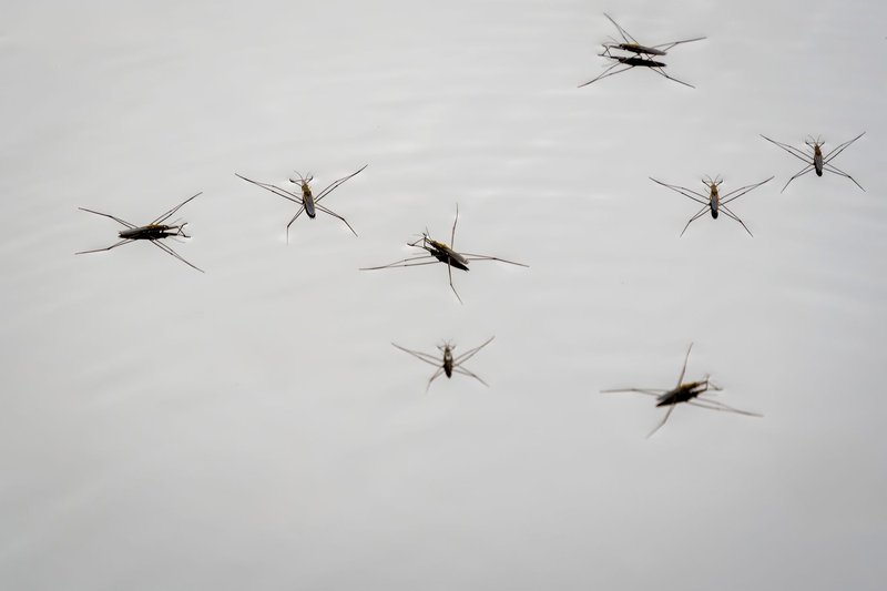 Close-up of water striders (Gerridae) skimming the water surface in a tranquil freshwater habitat.