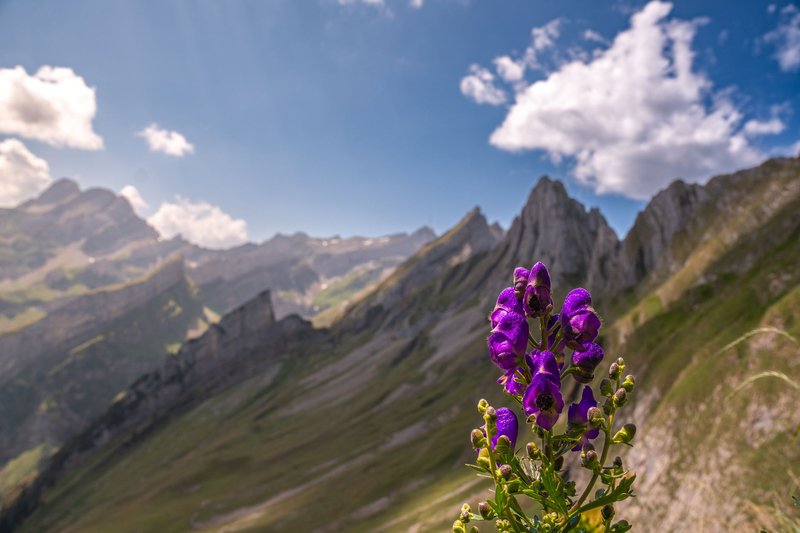 Vivid purple flowers against a stunning backdrop of rocky alpine mountains under a bright sky.