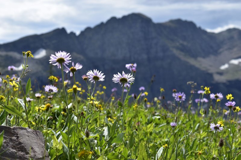 Colorful wildflowers in a Montana mountain meadow under a bright summer sky.
