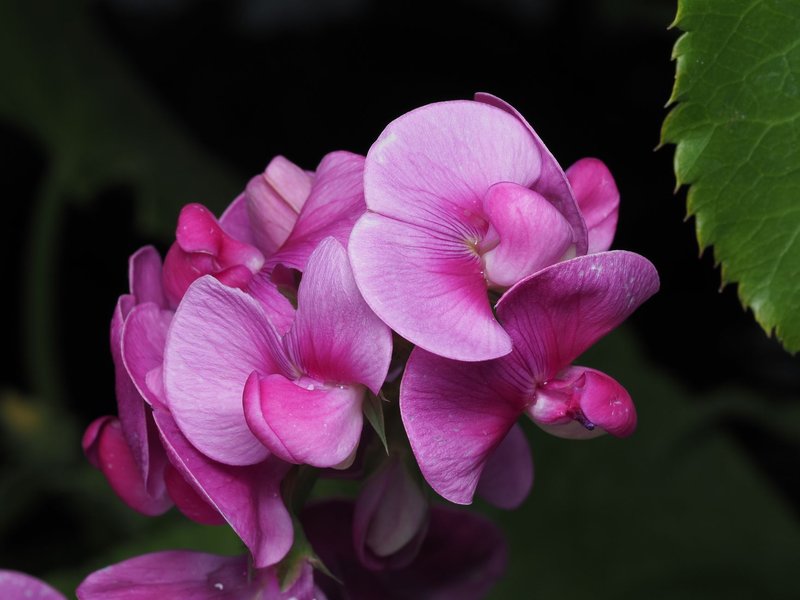 Detailed photo of vivid pink sweet pea flowers (Lathyrus odoratus) against dark foliage.