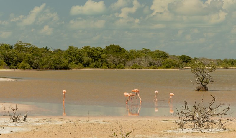 Pink flamingos wading in the tranquil waters of Tulum's natural wetlands under a bright sky.