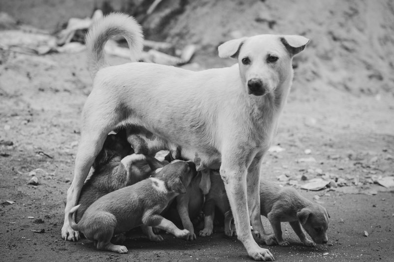 Black and white photograph of a mother dog nursing her litter of puppies outdoors.