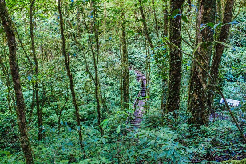 Explore the lush greenery of a tranquil forest trail amidst tropical trees and foliage.