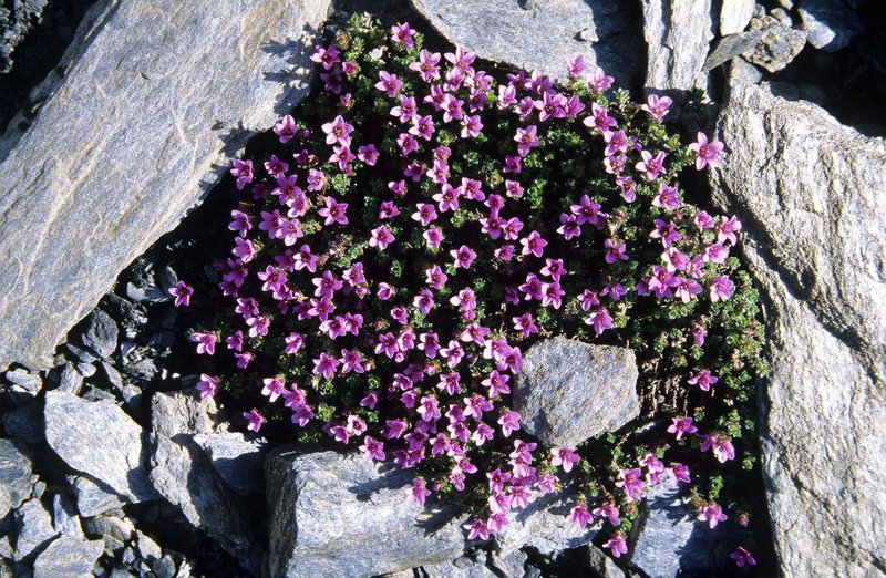 Close-up of Saxifraga oppositifolia with vibrant purple flowers among stones in Pralognan-la-Vanoise.