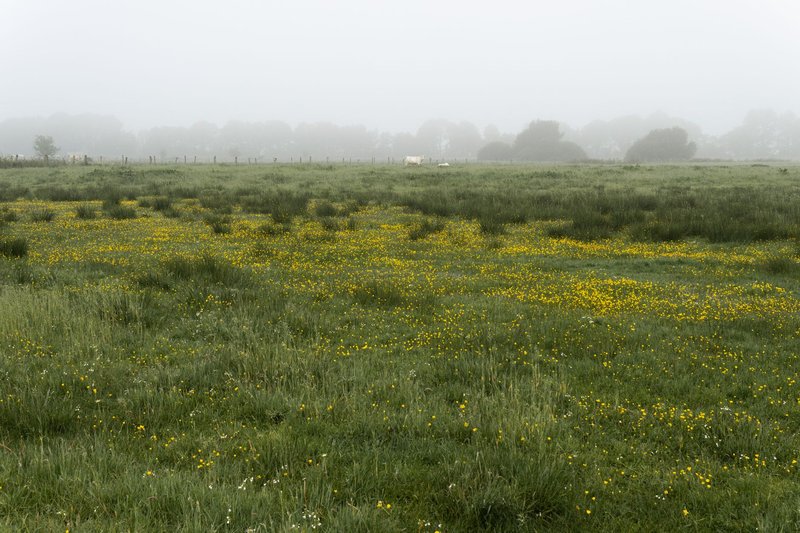 A foggy morning view of a rural field with blooming yellow flowers and lush grass in Gescher, Germany.