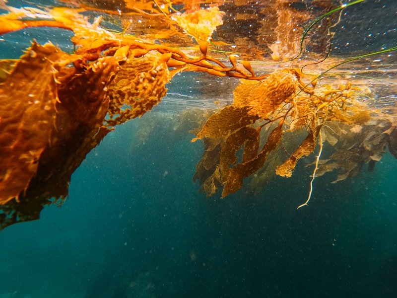 Close-up view of vibrant seaweed underwater, showcasing rich textures and colors.