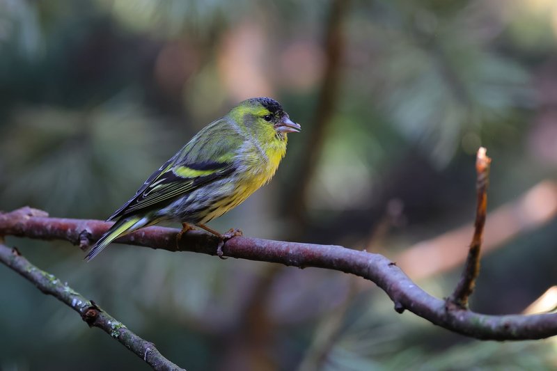 A stunning green finch sits gracefully on a tree branch in a wooded setting.