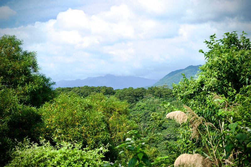 Serene view of a lush green forest with mountains in the background under a clear blue sky.