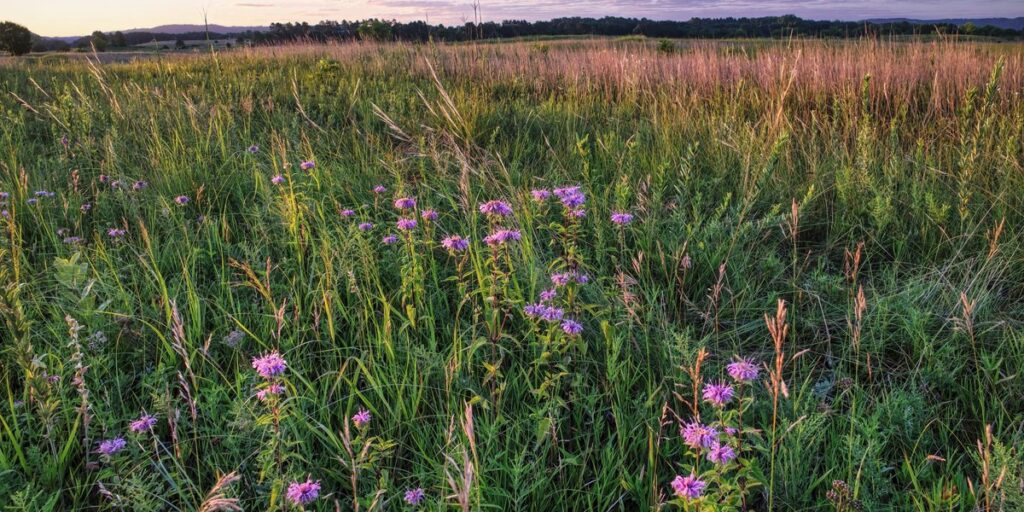 Wisconsin's Endemic Species: The Short, Real List - 33Science
