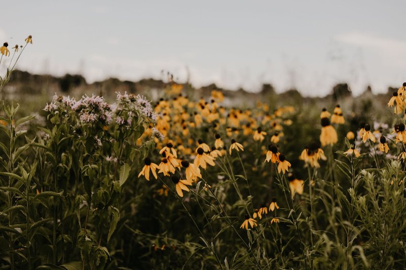 A lush wildflower field with yellow and purple blooms under a summer sky.