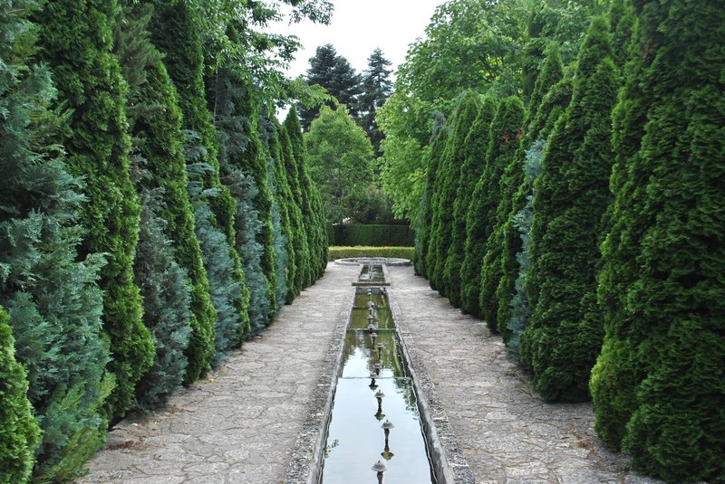 Serene garden pathway lined with tall evergreens and a reflecting pool, perfect for a tranquil walk.
