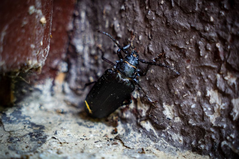 Detailed macro shot of a black beetle on textured tree bark in natural setting.